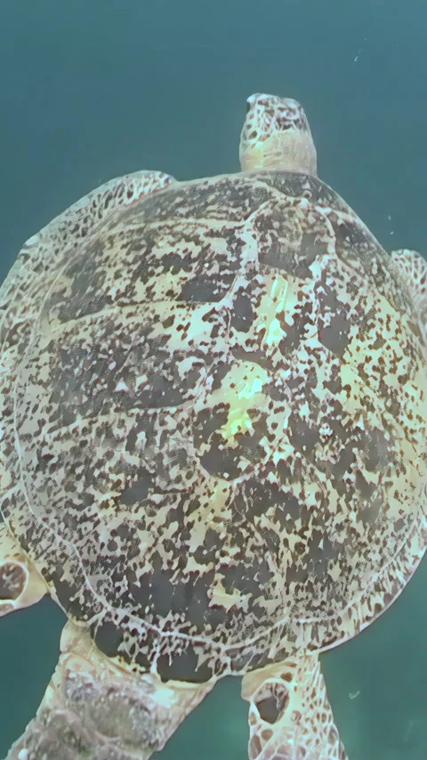 Glide With Green Sea Turtle in the Waters of Sipadan Island Stock Footage 344784950