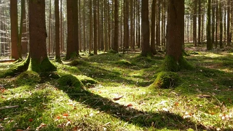 Glide In the mossy Spring Forest Video stock 105769119