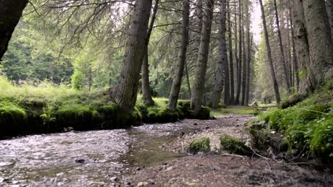 Glide motion footage trough a forest with a river stream Stock Footage 248813010