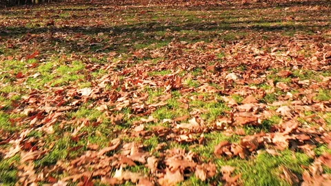 GLIDE OVER LEAVES Stock-Footage 187157905