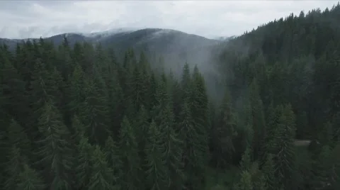 GLIDE OVER TREES WITH FOG. Stock-Footage 65315870