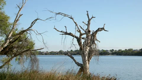 Glide past Paperbark trees to view beautiful river with leafy suburbs opposite Stock Footage 144979729