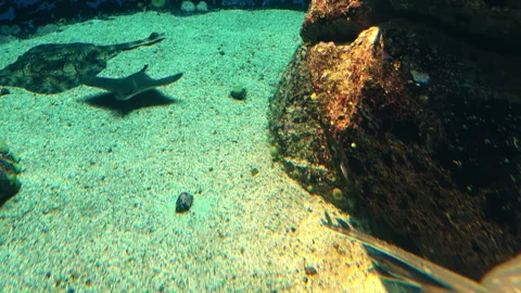 Glide with the Rays: Illuminating the Ocean Floor Stock Footage 260939758