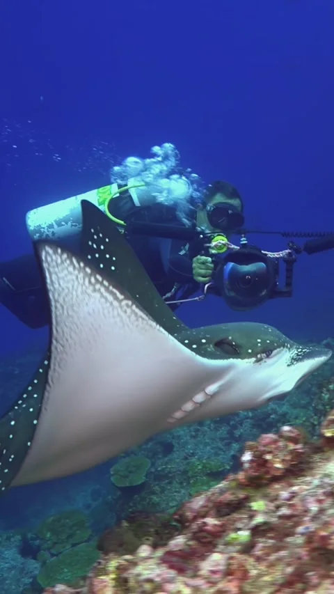 Glide With Spotted Eagle Ray in Costa Rica's Azure Waters Stock Footage 327097998