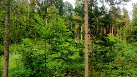 Glide throo trees Stock Footage 311996739