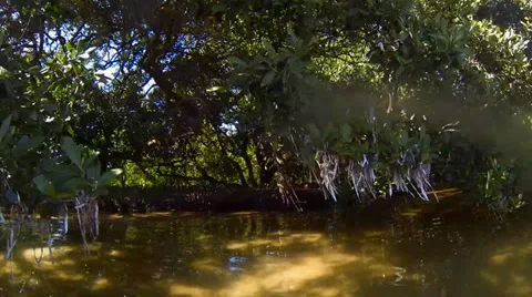 Glide through mangrove trees on the water Stock Footage 35895510