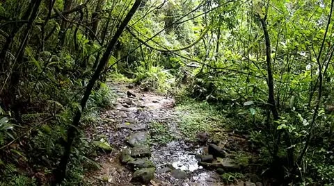 Glide through pan of interior of a rainforest in Madagascar. Stock Footage 21296010
