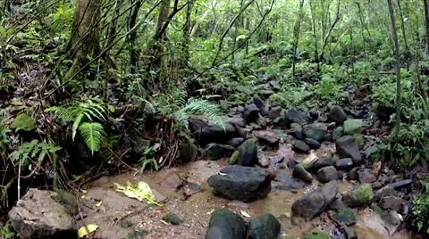Glide through pan of interior of a rainforest in Ranomafana, Madagascar. Stock Footage 21296011