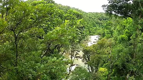 Glide through pan over canopy of a rainforest in Ranomafana, Madagascar. Stock Footage 21295872