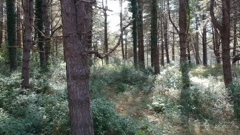 Glide through pine trees Stock Footage 122466520