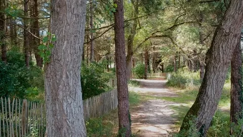 Glidecam along dirt path through trees Stock Footage 114838757