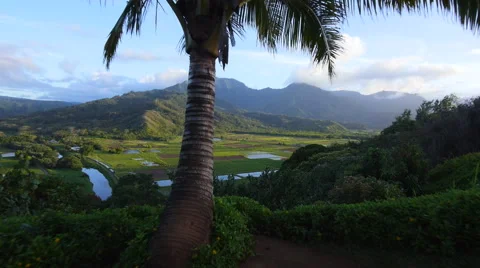 Glidecam of palm tree 動画素材 40216185