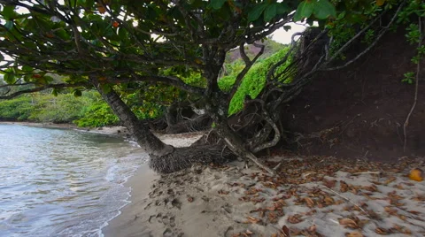 Glidecam passing through a tree at a tropical beach. Video stock 39978431
