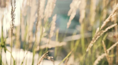 Glidecam Shot Through Grass in Brooklyn Stock Footage 67406361
