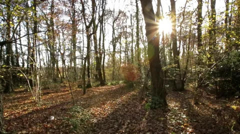 Glidecam shot walking through fallen leaves in woodland Video stock 35301278