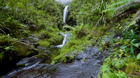 Glidecam up stream in tropical forest. 動画素材 39977483
