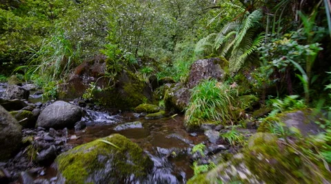 Glidecam up stream in tropical forest Video stock 40219252