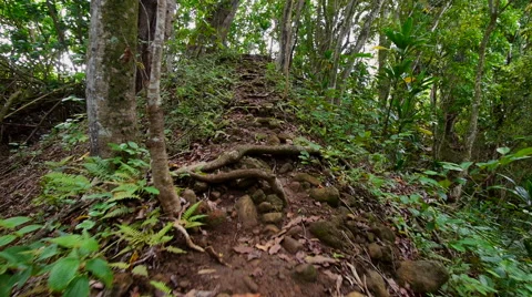 Glidecam through the forest 動画素材 40217963