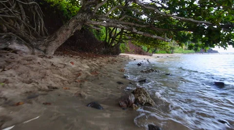 Glidecam tree canopy at beach 動画素材 40218095