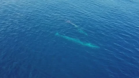 Gliding above Gentle Giants Basking in Arctic Waters with Beluga Whales Video stock 314065100