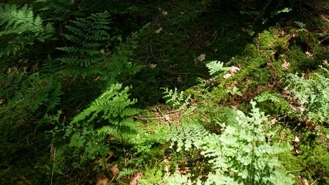 Gliding above mossy forest ground Stock Footage 108859568