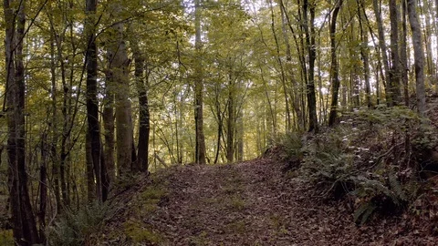 Gliding Along Beautiful Mountain Forest Trail Stock Footage 112479804