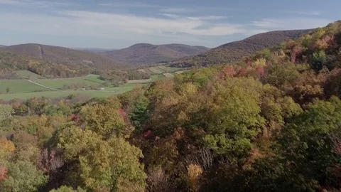Gliding along the Foliage Stock Footage 82623656