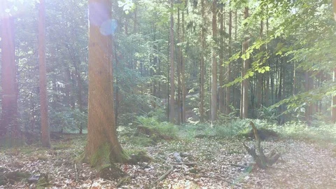 Gliding backwards through the forest Video stock 109127790