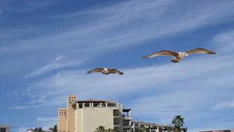 Gliding on a breeze Stock Footage 133374000