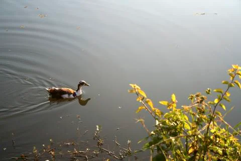 Gliding Duck Stock Photos