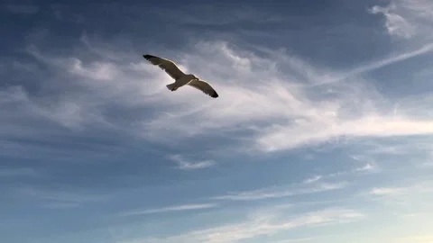 Gliding flight of the seagull in the blue sky Stock Footage 219540600