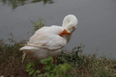 The gliding of the ghostly swans Stock Photos