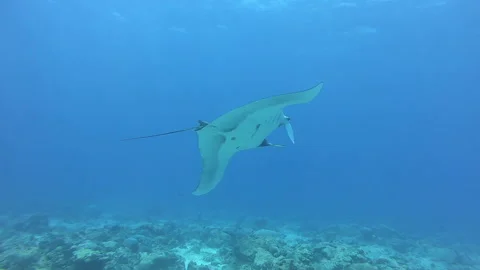 Gliding Gracefully Manta Ray in Turquoise Ocean Depths Stock Footage 327016675