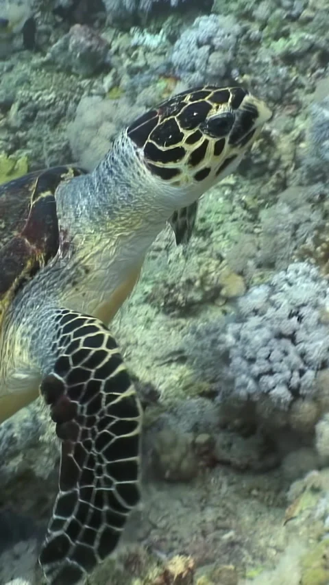 Gliding hawksbill turtle dances with the current in the red sea Stock Footage 312281762