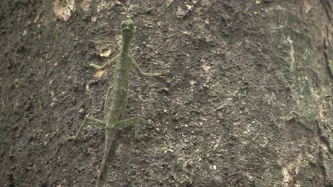 Gliding Lizard, Malaysia Stock Footage 133676957