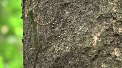 Gliding Lizard, Malaysia Stock Footage 133676975