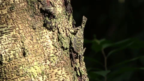 Gliding lizard, Malaysia Video stock 224399562