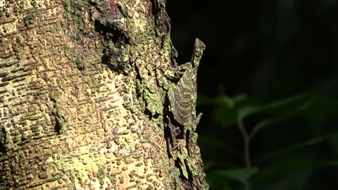 Gliding lizard, Malaysia Video stock 224399883