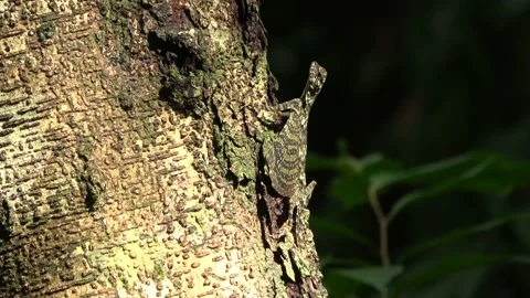 Gliding lizard, Malaysia Video stock 224399892