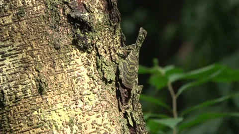 Gliding lizard, Malaysia Video stock 224399950