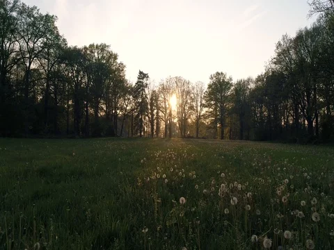 Gliding over a field full of dandelions Stock Footage 75818889