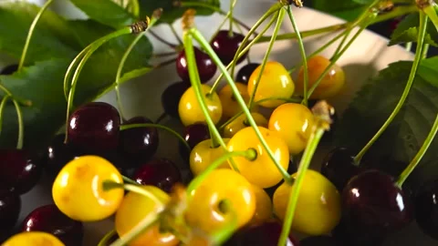 Gliding over Freshly Picked Red and Yellow Wild Cherries on White Plate Stock Footage 341909970