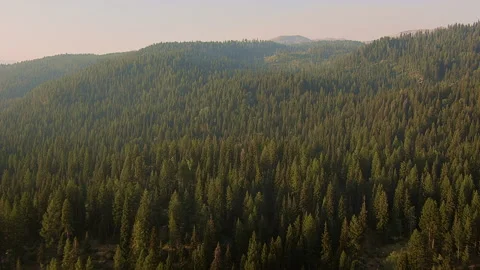 Gliding over lush mountain forest in the evening Stock Footage 135952577