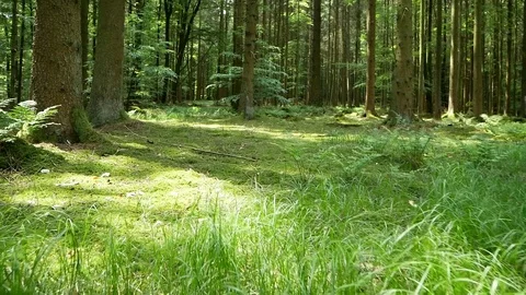 Gliding over the mossy ground in a forest Video stock 108865033
