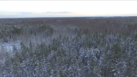 Gliding over a pine forest in winter. Stock Footage 141939787