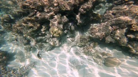 Gliding Over a Shallow Coral Reef in Sumatra Stock Footage 341254547