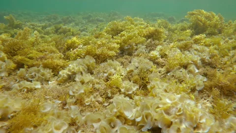 Gliding over shallows, which have become solid carpet of brown Sargassum seaweed Video stock 316828771