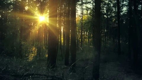 Gliding panoram of sunset light through trees in pine forest Stock Footage