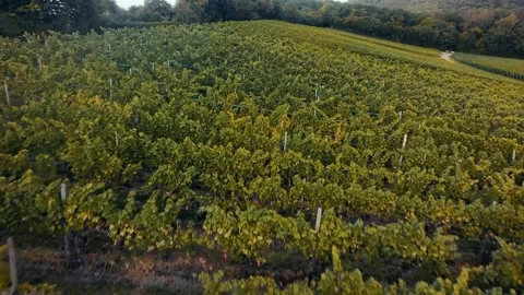 Gliding perspective high above green Vineyards rows across rolling countryside Stock Footage 345143597