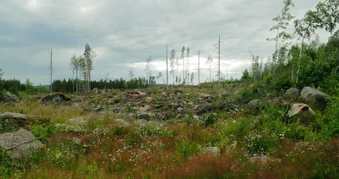 Gliding shot of logged forest on a cloudy day. Stock Footage 112112836